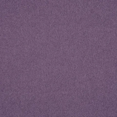 dusk heliotrope