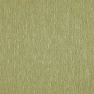 madeira olive
